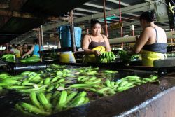 Trabalhadoras da bananeira estadunidense Del Monte: exploração 