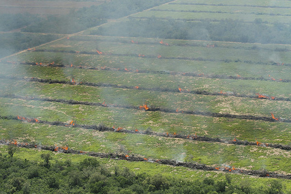 Quema de un bosque cerca de Mariscal Estagarribia , en la región de Boquerón de Paraguay. La agricultura industrial en esta región tan seca está volviendo tierra de cultivo magro este vasto bosque. (Foto : Friends of the Earth)