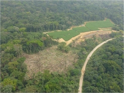 Descripción: Herakles Farm planea cortar y reemplazar 800 kilómetros cuadrados de bosque lluvioso y tierras agrícolas con monocultivo de árboles para establecer una plantación de palma aceitera en los territorios de los pueblos de Oroko, Bakossi y Alto Bayang en las divisiones de Ndian, Koupé-Manengouba y Manyu en Camerún con grandes impactos sobre aproximadamente 52 mil personas indígenas en 88 aldeas. Fuente: Cultural Survival Foto: Save Wildlife