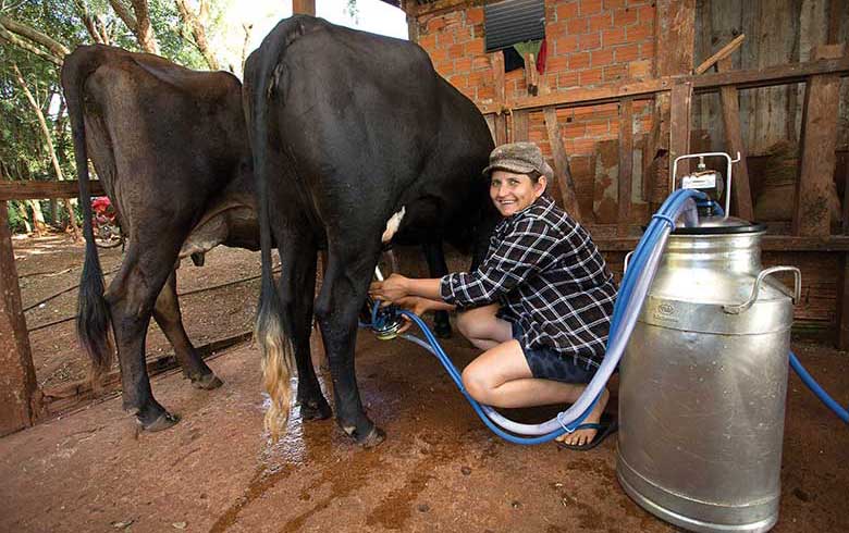 Cleide ordenha suas vacas duas vezes ao dia: o leite é o forte da economia do 8 de Abril