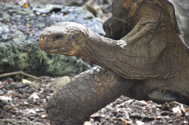 islas_galapagos_ecuador_foto_etg_custom.jpg