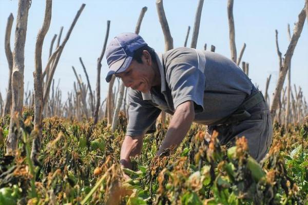 campesinos_agro_mexico.jpg campesinos_agro_mexico.jpg