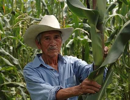  1 agricultor maiz mx