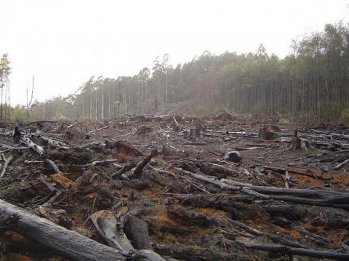 Foto: Crustmania / CC por 2,0 (IPS News) bosque talado