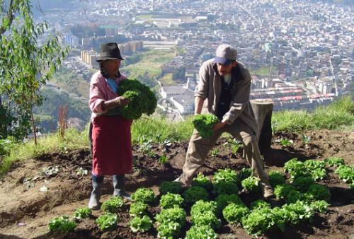 agricultores_urbanos.jpg