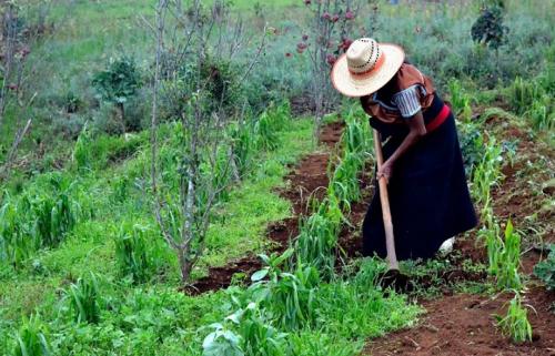 agricultura-pueblos-indigenas-.jpg