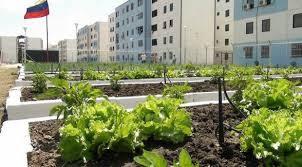  agricultura urbana venezuela