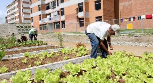 Foto: MP Comunas agricultura urbana en venezuela   mp comunas
