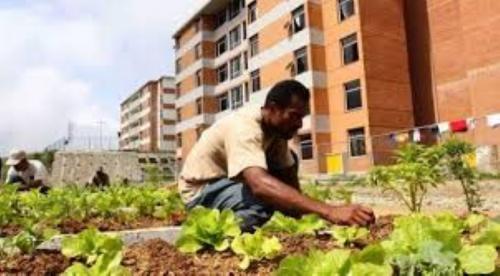  agricultura urbana venezuela small