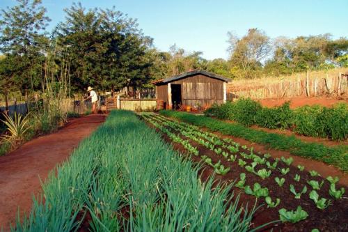 Reprodução  agro br