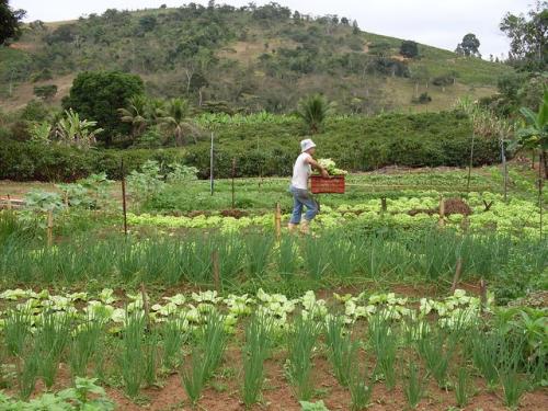 agro_campesino_brasileno_-_mpa_brasil.jpg