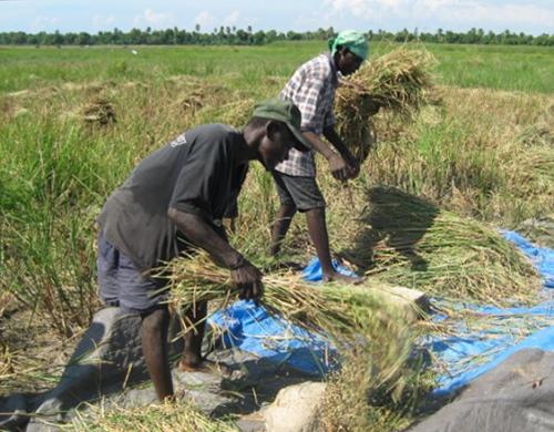 agro_haiti.jpg