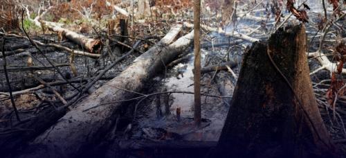 amazonia_ambiente_incendios.jpg