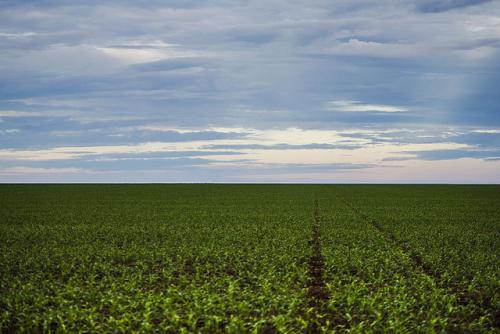 area_de_plantacion.jpg