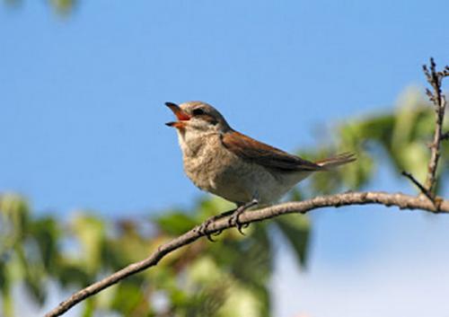 bird-singing1.jpg