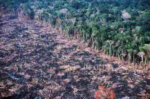 bosque_amazonico.jpg