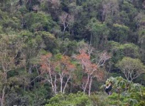  bosque dos small