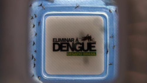 Liberan mosquitos infectados con una bacteria para combatir el dengue brasil liberan mosquitos infectados con una bacteria para combatir el dengue Liberan mosquitos infectados con una bacteria para combatir el dengue brasil liberan mosquitos infectados con una bacteria para combatir el dengue