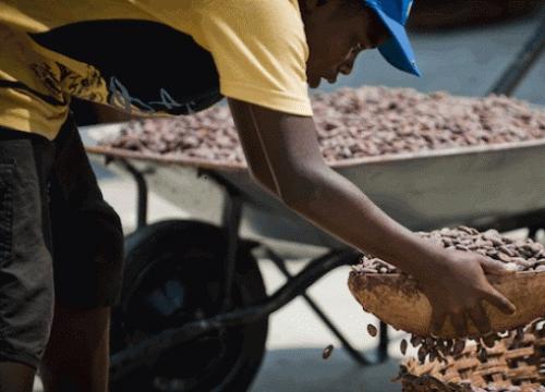  cacao venezuela   jesus chucho garcia