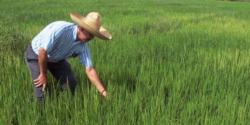 campesino.jpg campesino.jpg