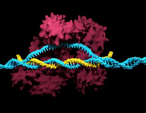 crispr-cas9-1.jpg