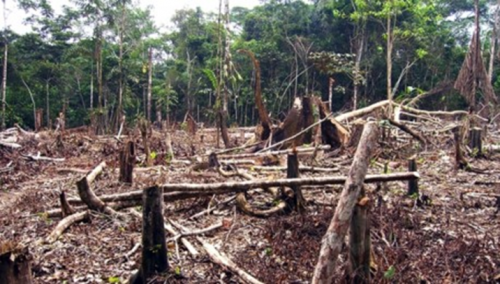 deforestacion.png