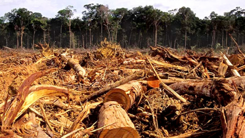 deforestacion.png