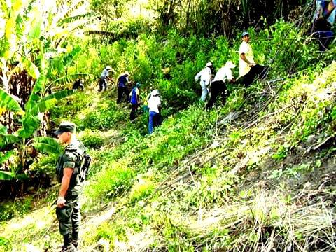  erradicacion de coca narino colombia 0913061