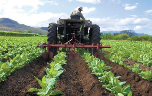 fedeagro-productores-y-empresa-privada-logran-abastecer-20-del-consumo-nacional.jpg