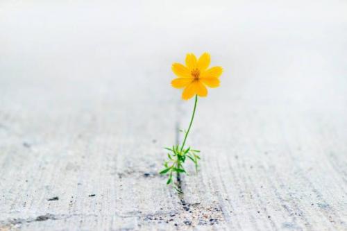 flor.jpg flor.jpg