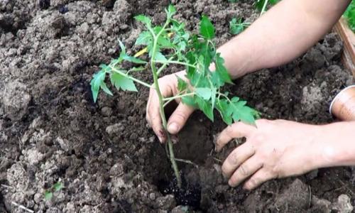 siembra planta siembra planta