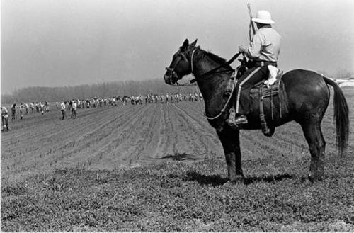 Keith Calhoun, fotografía de la serie Prisión Estatal de Angola, o Complejo Industrial Carcelario, Louisiana, EE.UU.: "¿Quién es ese hombre a caballo? No sé su nombre pero le dicen Jefe" (circa 1980) Complejo Industrial Carcelario EEUU