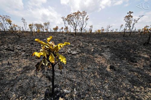 Foto: incêndio no Cerrado do Amapá (de Adriano Gambarini/gmpe.org) incendio amapa Foto: incêndio no Cerrado do Amapá (de Adriano Gambarini/gmpe.org) incendio amapa