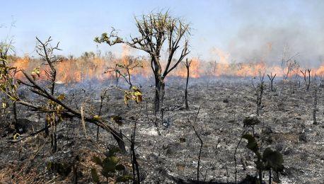 incendio-forestal.jpg