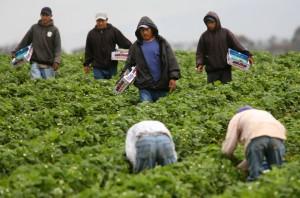  migrantes trabajando migranota com