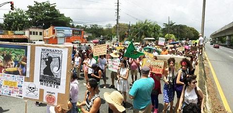 Monsanto is dead rally, Puerto Rico, May 2015 monsanto is dead rally   carmelo ruiz