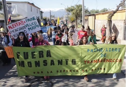 monsanto_transgenicos_chile.jpg