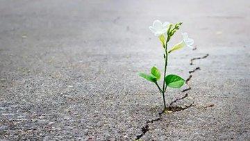 planta.jpg