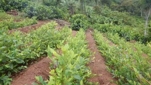 plantacion_de_coca_-_unodc.jpg