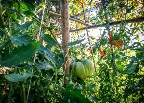 plantacion_de_tomate.jpg