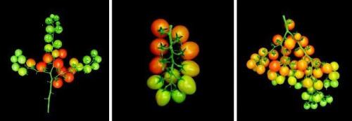 semillas-tomate.jpg