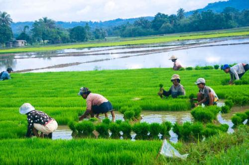 siembra_de_arroz_en_filipinas.jpg