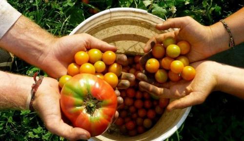 soberania_alimentaria_frutas.jpg