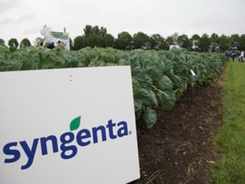 Foto: Flickr syngenta