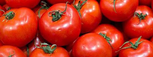tomates tomates