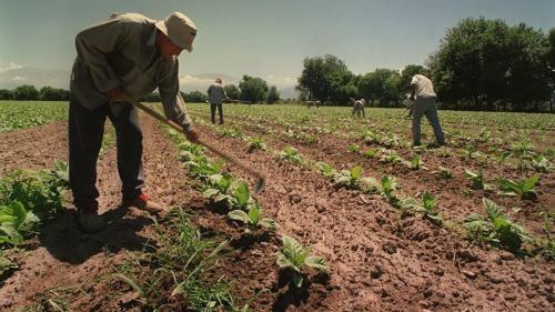 trabajadores-rurales-de-economias-regionales-1221215.jpeg